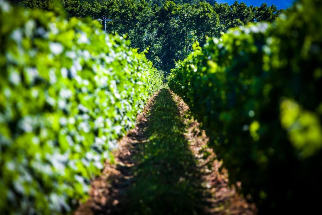 Agriturismo Casteldelpiano Licciana Nardi Eksteriør billede